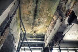 Why You Should Choose Our Mold Remediation Services in Wake Village, TX